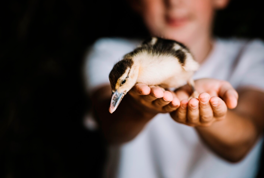 Zoofilia: causas, síntomas y tratamiento