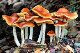 Drogas emergentes (III): plantas y hongos alucinógenos