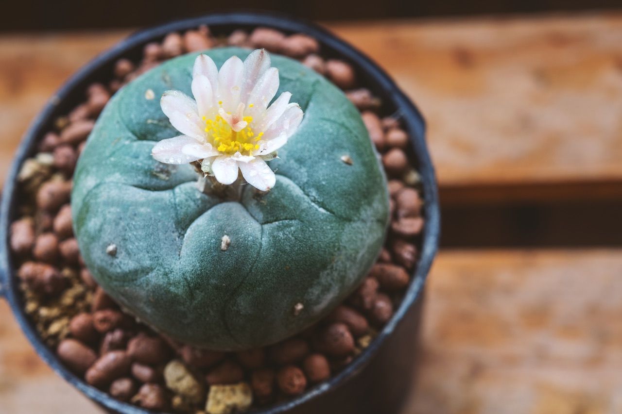 PEYOTE: QUÉ ES, PARA QUÉ SIRVE Y CUÁLES SON SUS EFECTOS