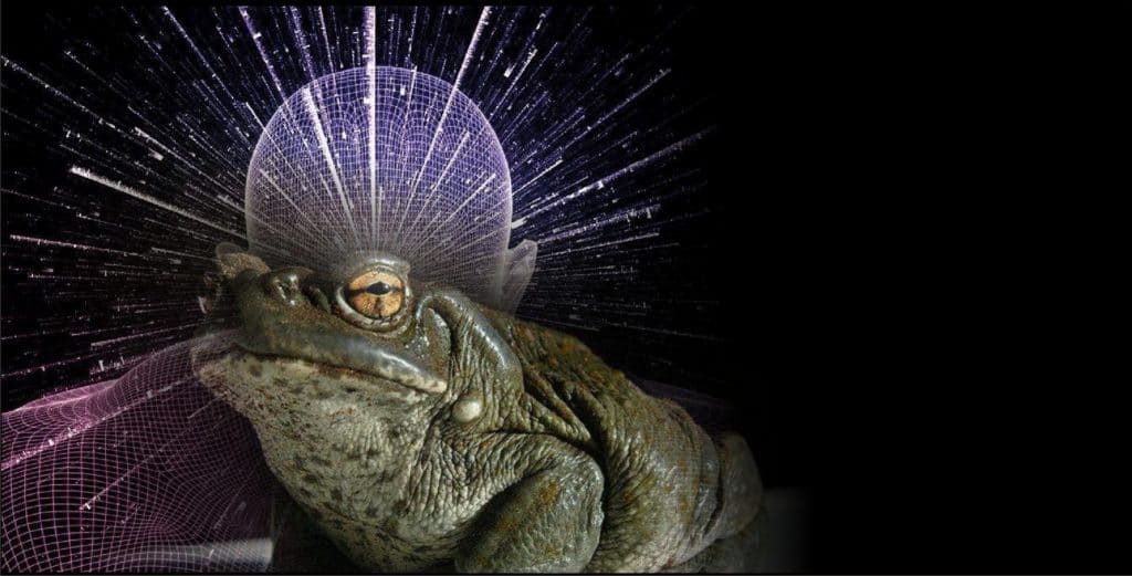 Información Básica de Bufo Alvarius 