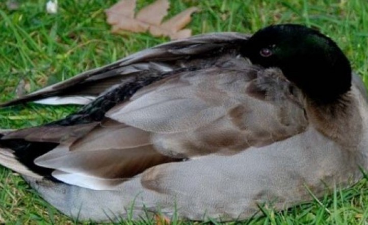 Un hombre viola a un pato en Turquía: