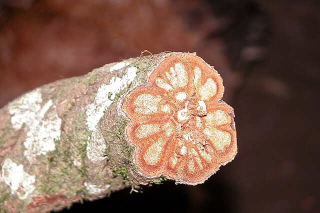 Santiago. España (combinan ayahuasca y técnicas psicoterapéuticas para sanar la adicción a sustancias)