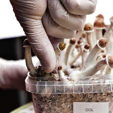        Reportajes Experiencias al consumir ‘hongos alucinógenos’