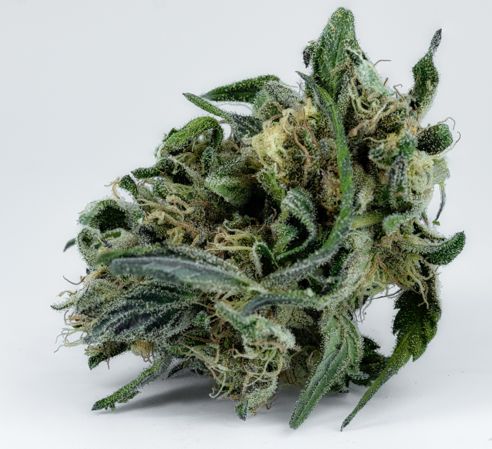 Nuevo incidente en una escuela de Santa Fe: un niño de 2° grado llevó un tallo de marihuana