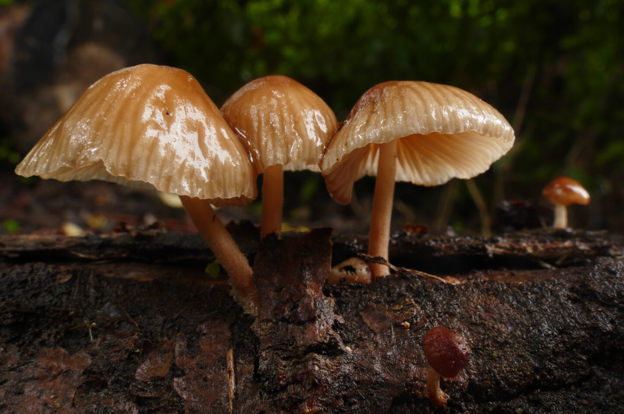 Hongos alucinógenos siguen los pasos de la marihuana en su despenalización