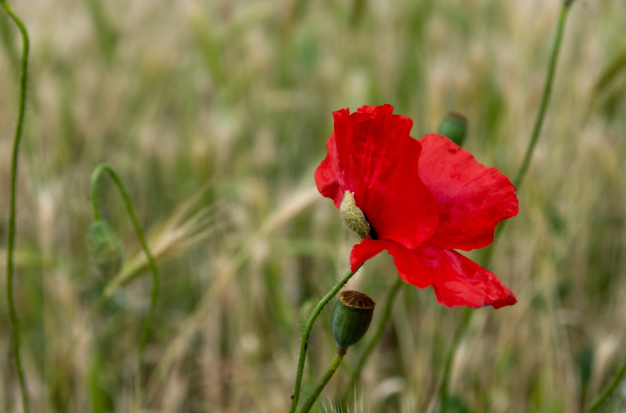 Amapola, el 'oro maldito' que se expande en México por alta demanda en EU