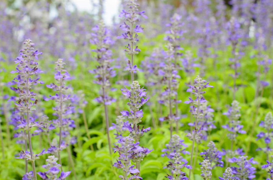 Qué Tienes que Saber si Quieres Tomar Salvia: