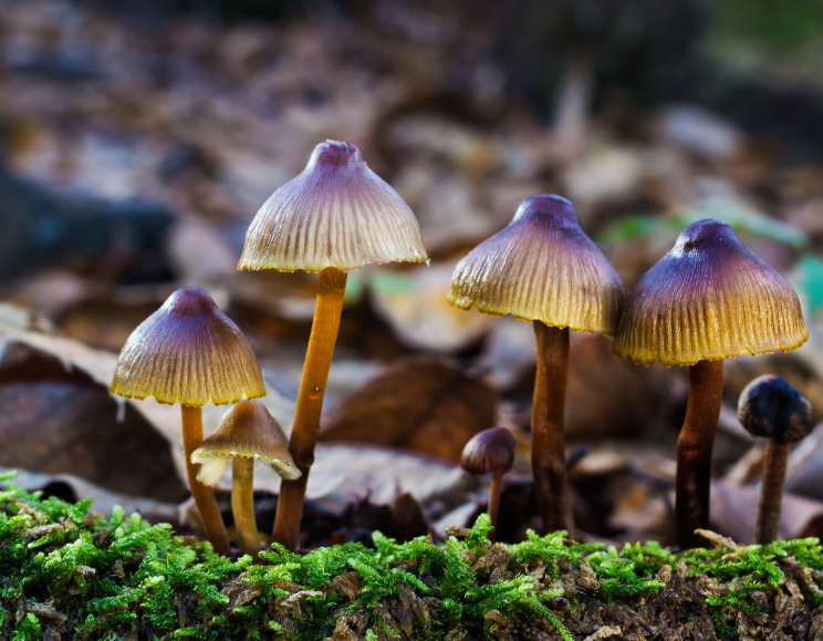 Cómo la psilocibina, el psicodélico de los hongos, puede reconfigurar el cerebro para aliviar la depresión, la ansiedad y más