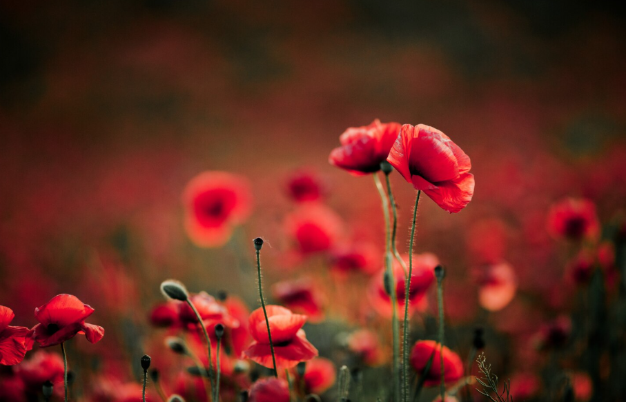 México, tercer productor de amapola en el mundo