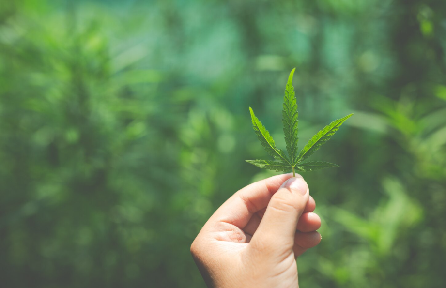 Índica frente a sativa: mitos y verdades sobre los tipos de cannabis