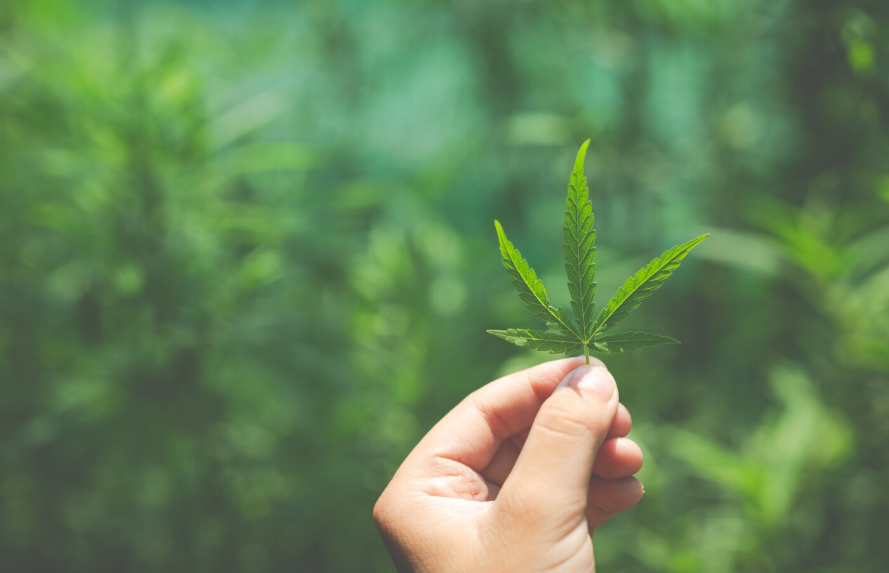 El cannabis es el peor enemigo del cerebro adolescente