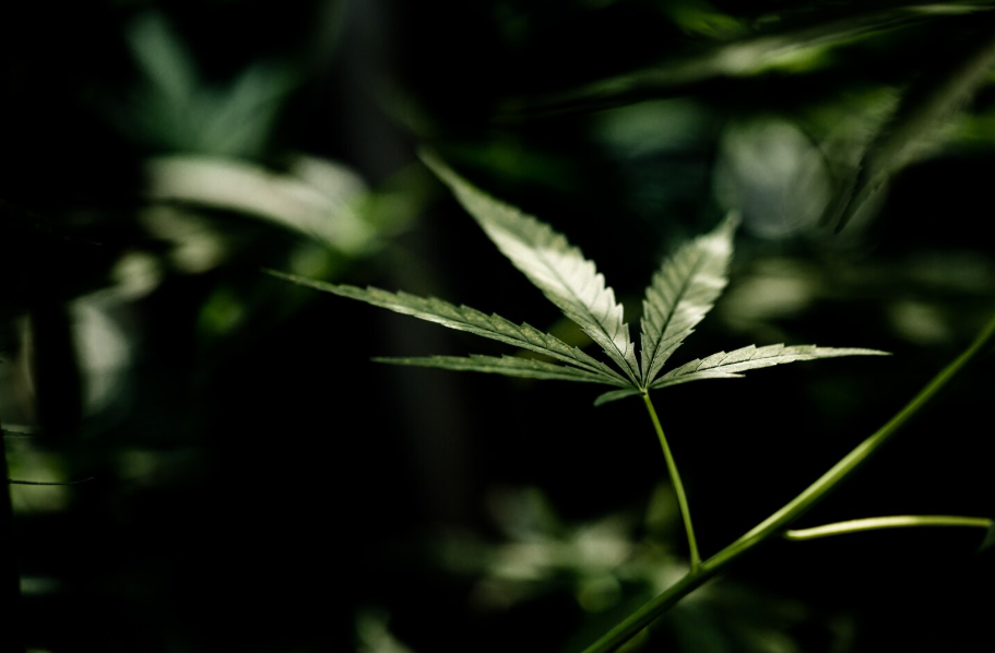 Tratamientos disponibles para los trastornos por consumo de marihuana