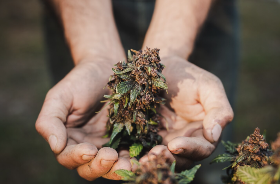 Cannabis, el negocio millonario que apunta a convertirse en el pelotazo del siglo