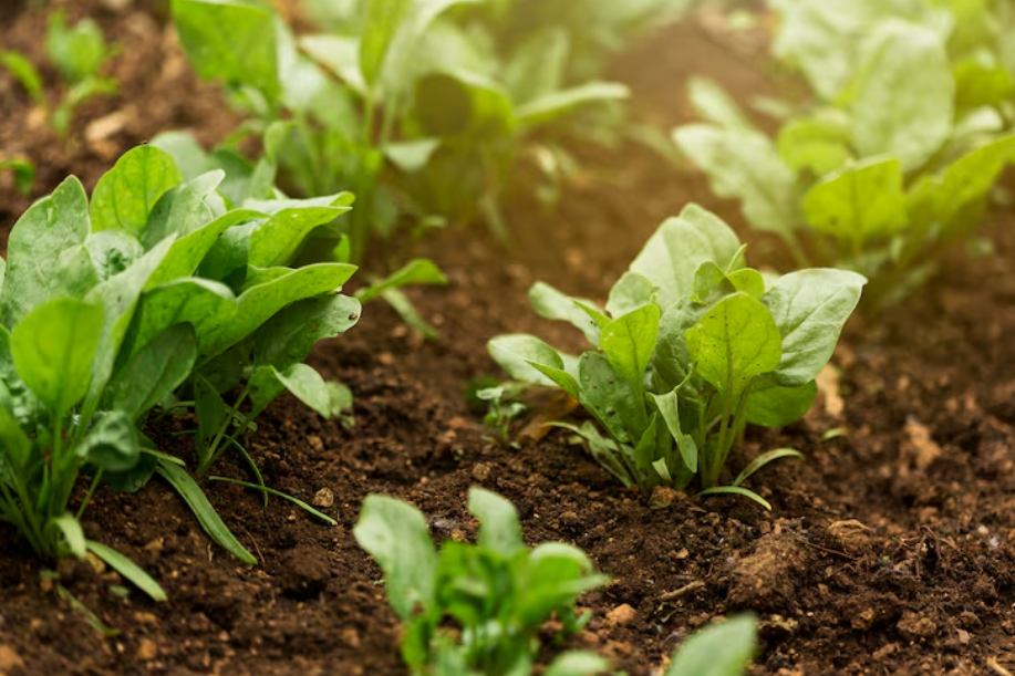 Trata de seres humanos obligadas al cultivo