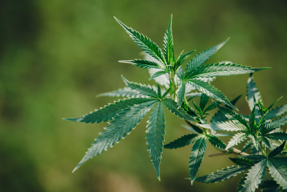 ¿Es la marihuana adictiva?