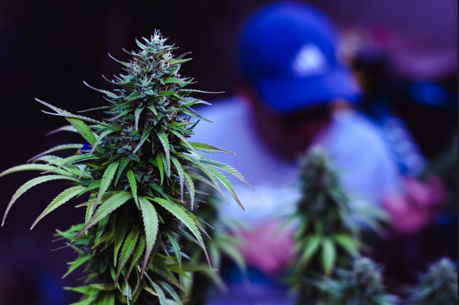 Síntomas de la adicción al cannabis