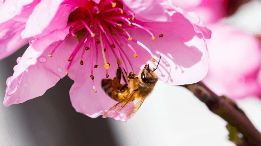 ¿Por qué las abejas son importantes para la supervivencia humana?