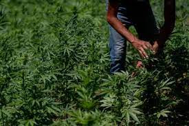 Así es como fumar marihuana aumenta tu riesgo de sufrir un infarto o un ictus